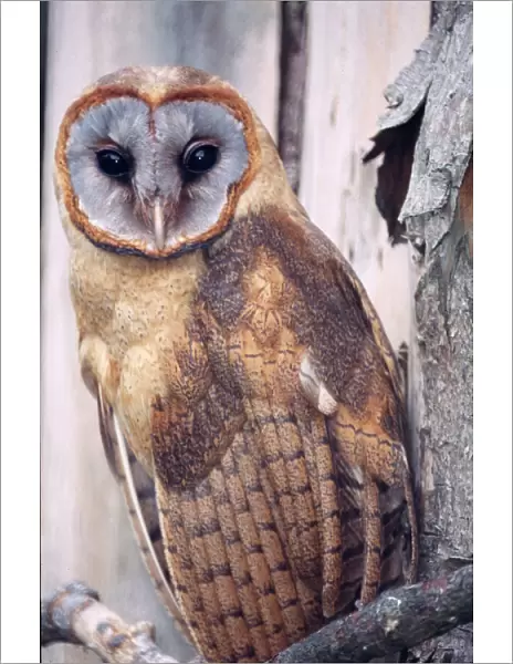 Ashy-faced barn Owl Confined to Tortuga Island, Hispaniola