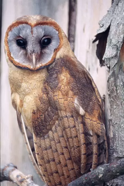 Ashy-faced barn Owl Confined to Tortuga Island, Hispaniola