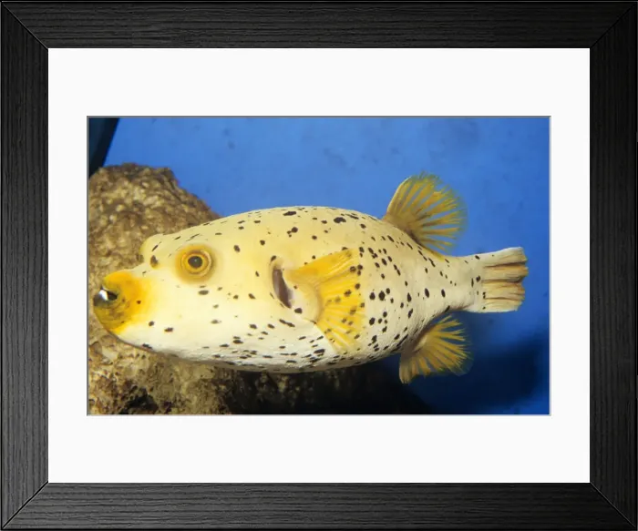 Framed Print : Puffer Fish Indo-Pacific Framed Print : Puffer Fish Indo-Pacific
