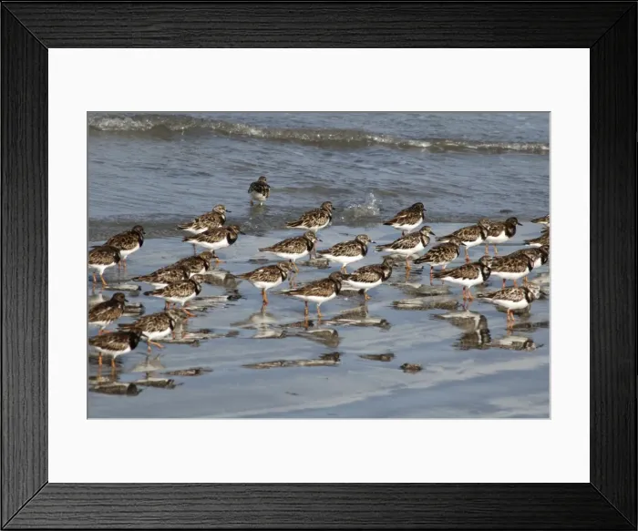 Framed Print : Ruddy Turnstones - Flock on shore Framed Print : Ruddy Turnstones - Flock on shore