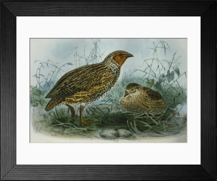 Framed Print : Illustration: New Zealand Quail. From Buller 1873, original artwork by J G Keulemans Framed Print : Illustration: New Zealand Quail. From Buller 1873, original artwork by J G Keulemans