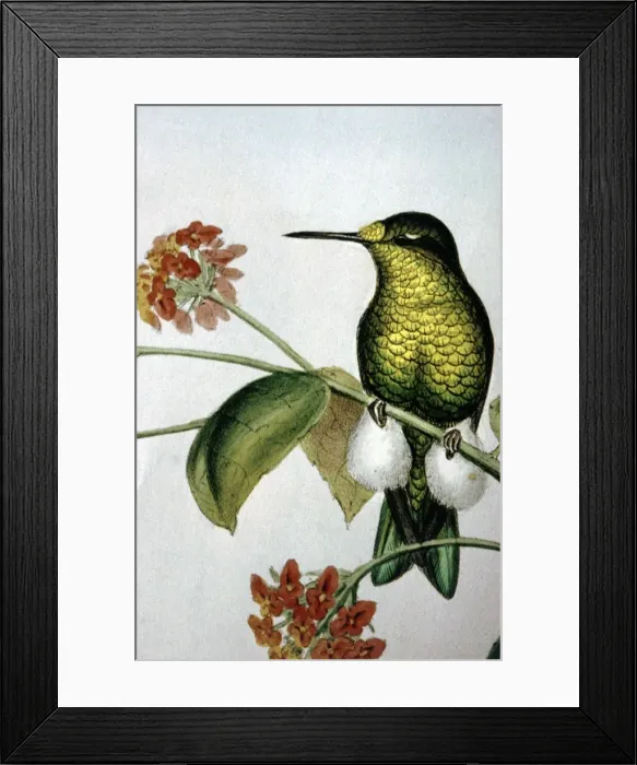 Framed Print : Lithograph Illustration: - Hummingbird from J Gould A monograph of Hummingbirds 1861 Framed Print : Lithograph Illustration: - Hummingbird from J Gould A monograph of Hummingbirds 1861