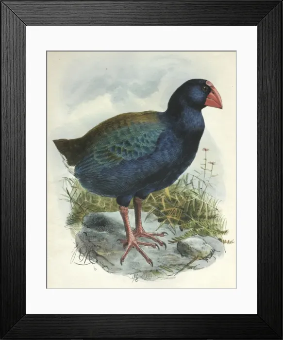 Framed Print : Illustration: Takahe. From Rothschild 1907, original artwork by J G Keulemans Framed Print : Illustration: Takahe. From Rothschild 1907, original artwork by J G Keulemans