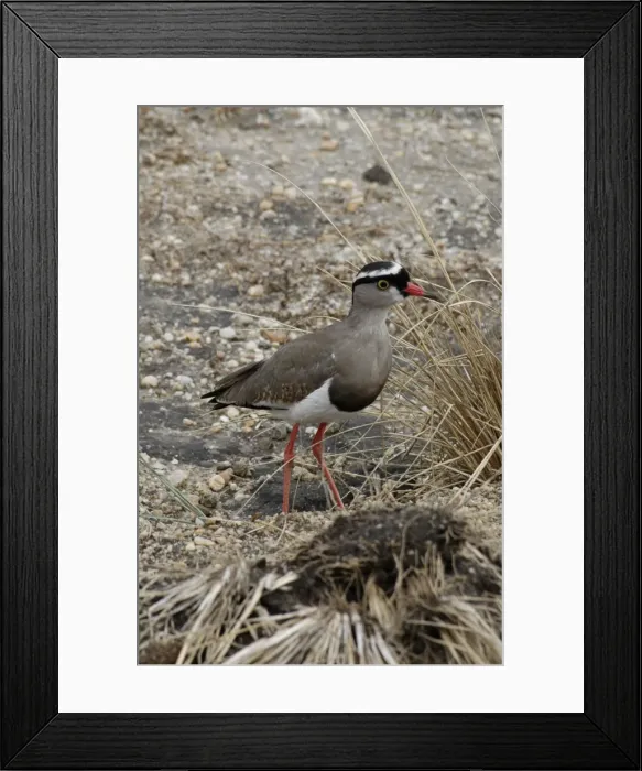 Framed Print : Crowned Lapwing / Plover - open ground, East Africa Framed Print : Crowned Lapwing / Plover - open ground, East Africa