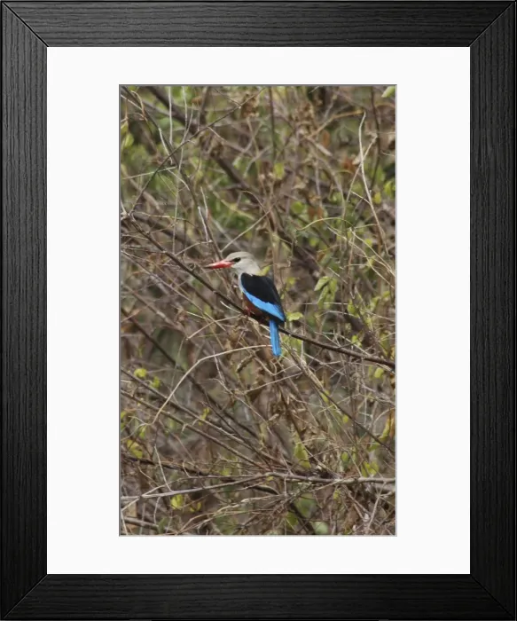Framed Print : Grey Headed / Grey-headed Kingfisher - Perched on branch Ubiquitous, East Africa Framed Print : Grey Headed / Grey-headed Kingfisher - Perched on branch Ubiquitous, East Africa