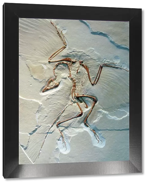 Archaeopteryx, fossil bird, Jurassic