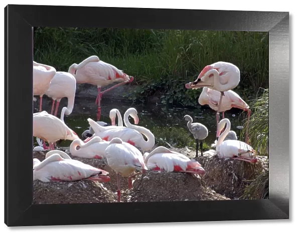 Greater Flamingoes - Nesting