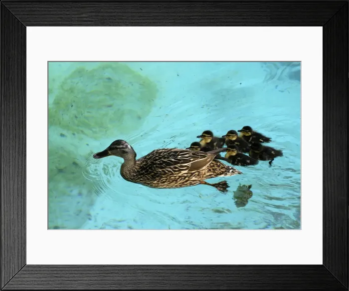 Framed Print : Mallard duck and family Framed Print : Mallard duck and family