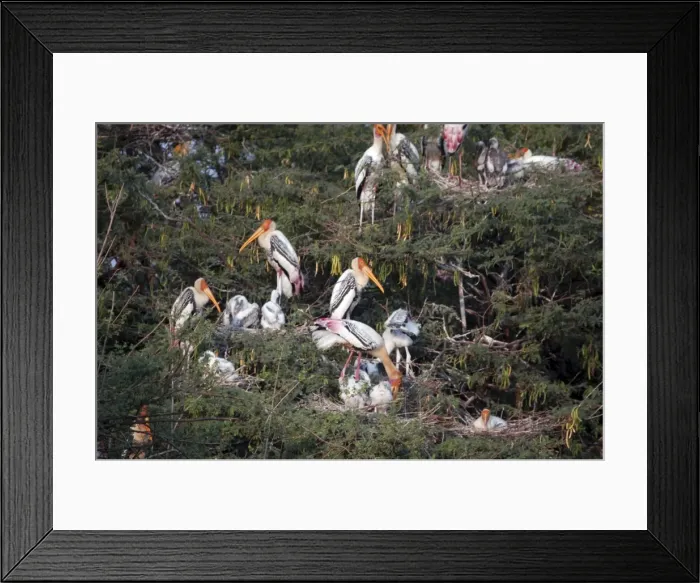 Framed Print : Painted storks nesting. India Framed Print : Painted storks nesting. India
