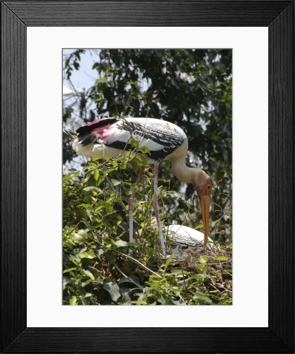 Framed Print : Painted storks nesting. India Framed Print : Painted storks nesting. India
