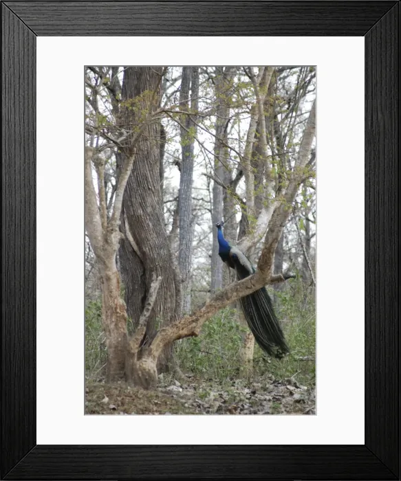 Framed Print : Peacock - Male in woods, India Framed Print : Peacock - Male in woods, India