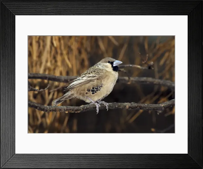 Framed Print : Sociable weaver - perched on branch Framed Print : Sociable weaver - perched on branch