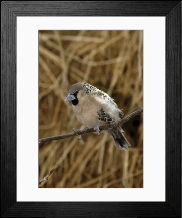 Framed Print : Sociable Weaver - On branch Africa Framed Print : Sociable Weaver - On branch Africa