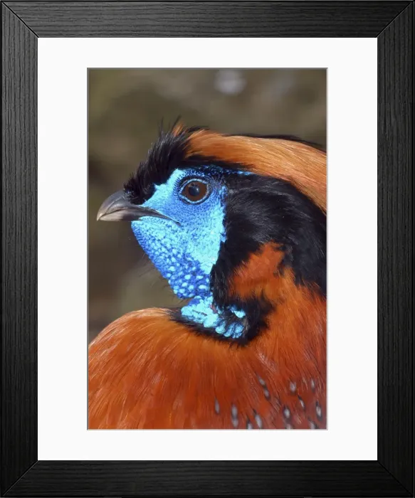 Framed Print : Temminck's tragopan Himalayas Framed Print : Temminck's tragopan Himalayas