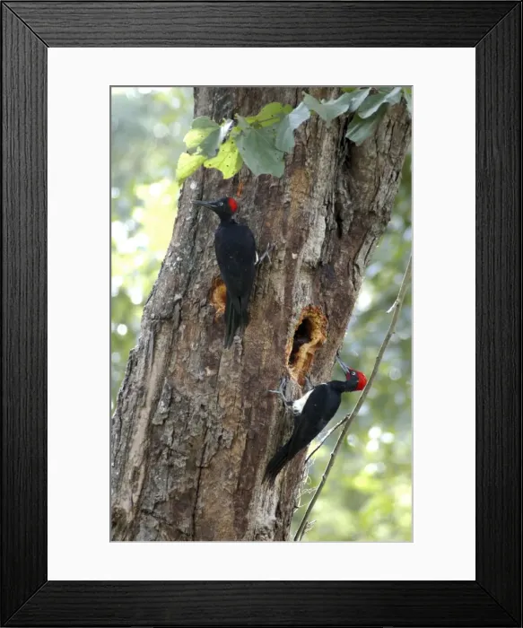 Framed Print : White bellied Woodpecker; India and Sri Lanka forests; pair excavating nesting hole Framed Print : White bellied Woodpecker; India and Sri Lanka forests; pair excavating nesting hole