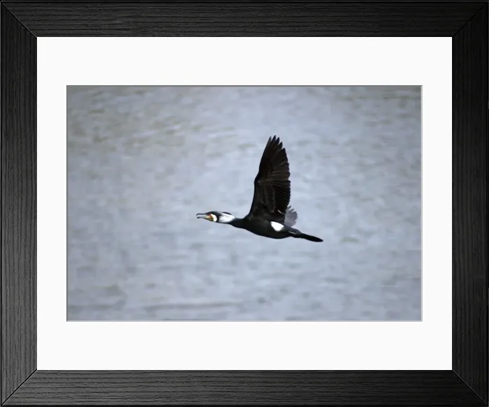 Framed Print : Great Cormorant, widespread Old World species, in flight. In breeding plumage (photographed in India) Framed Print : Great Cormorant, widespread Old World species, in flight. In breeding plumage (photographed in India)