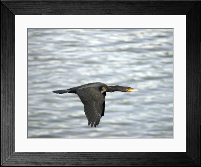 Framed Print : Little Cormorant, India, in flight Framed Print : Little Cormorant, India, in flight