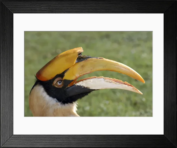 Framed Print : Great Indian Hornbill Framed Print : Great Indian Hornbill