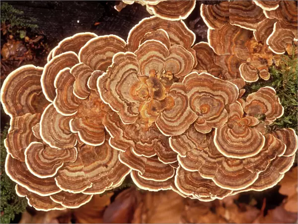 Fungi. PPG-1225. Fungi - Polypore versicolore  /  Trametes