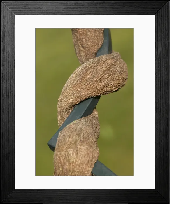 Framed Print : Chinese Wisteria - Branch growing around an iron bar Framed Print : Chinese Wisteria - Branch growing around an iron bar