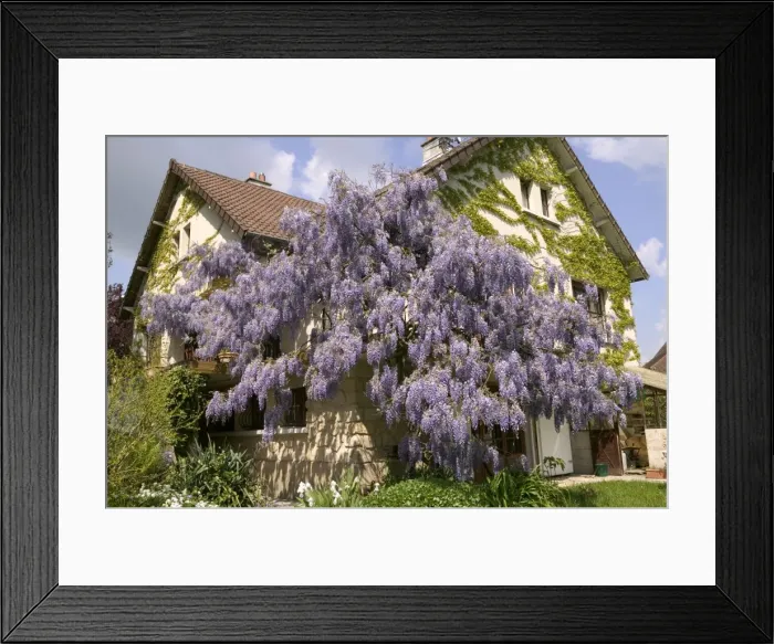 Framed Print : Chinese Wisteria - growing around a house. France Framed Print : Chinese Wisteria - growing around a house. France