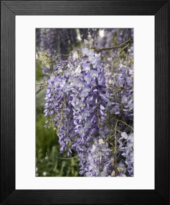 Framed Print : Chinese Wisteria - close-up of flowers Framed Print : Chinese Wisteria - close-up of flowers
