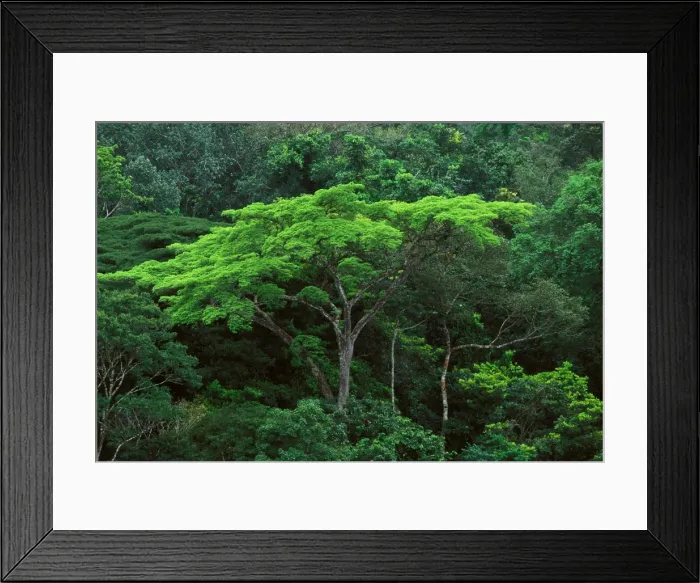 Framed Print : FRENCH GUYANA'S FOREST MISSION FRENCH GUYANAS FOREST MISSION Framed Print : FRENCH GUYANA'S FOREST MISSION FRENCH GUYANAS FOREST MISSION