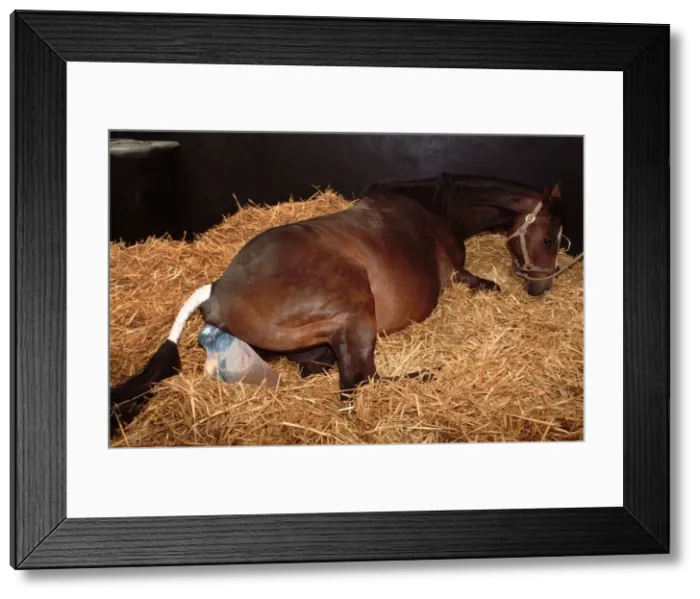 Framed Print : Horse - mare giving birth to foal Framed Print : Horse - mare giving birth to foal