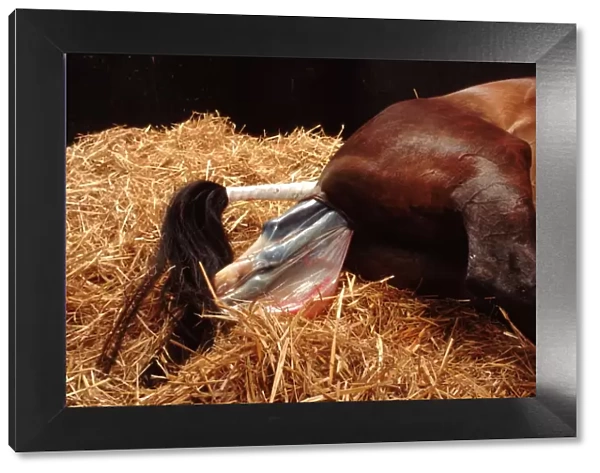 Horse - mare giving birth to foal
