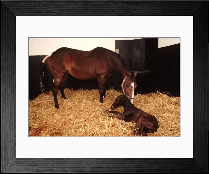 Framed Print : Horse - mare & newborn foal Framed Print : Horse - mare & newborn foal
