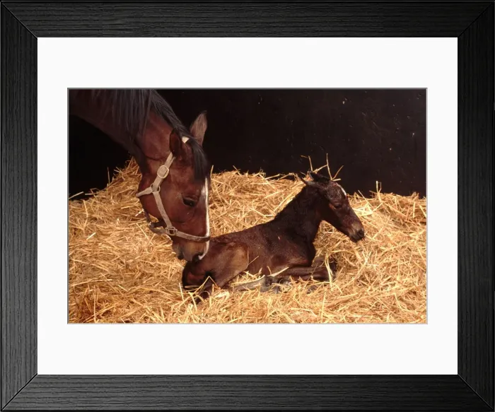 Framed Print : Horse - mare & newborn foal Framed Print : Horse - mare & newborn foal