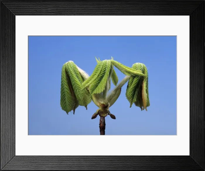 Framed Print : Horse Chestnut - step of the opening of the bud Framed Print : Horse Chestnut - step of the opening of the bud