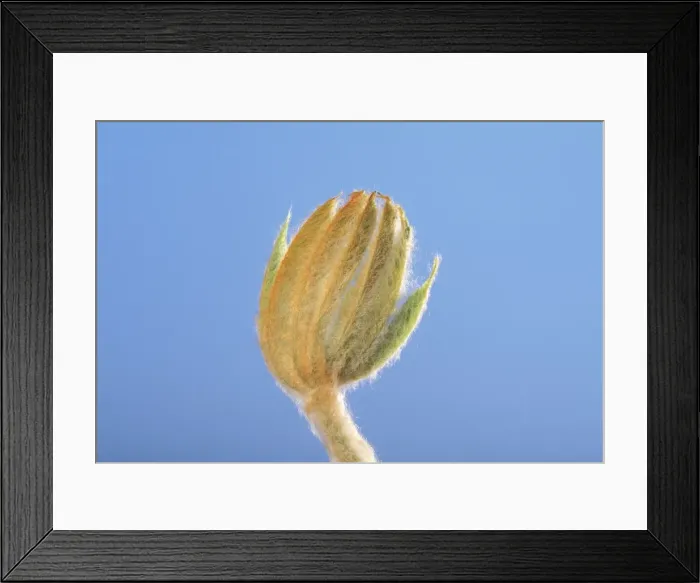 Framed Print : Horse Chestnut - step of the opening of the bud Framed Print : Horse Chestnut - step of the opening of the bud