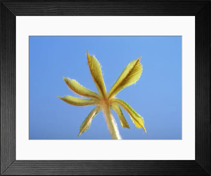 Framed Print : Horse Chestnut - step of the opening of the bud Framed Print : Horse Chestnut - step of the opening of the bud