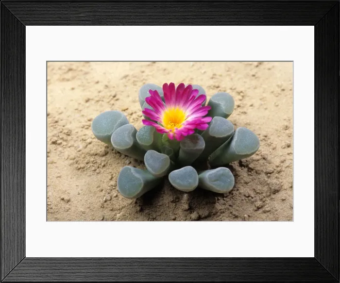 Framed Print : AMAZING PLANTS Framed Print : AMAZING PLANTS