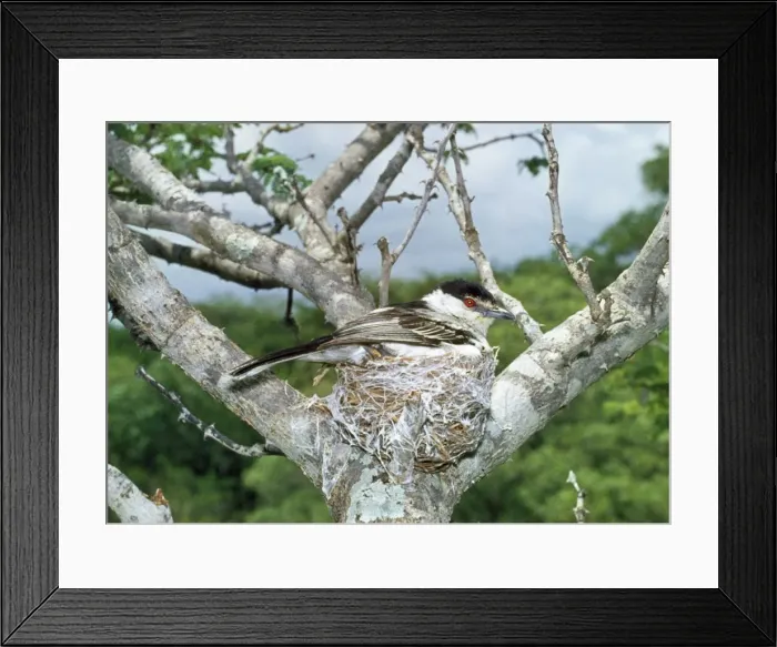 Framed Print : Puff-back Shrike - on nest Framed Print : Puff-back Shrike - on nest