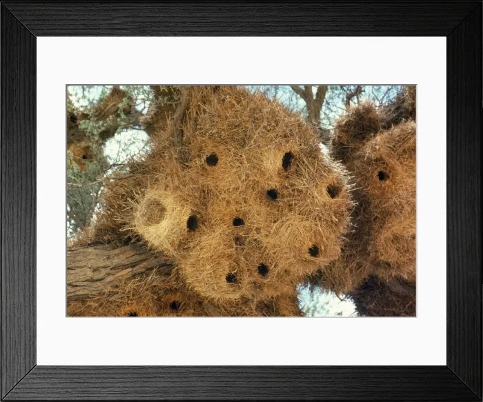 Framed Print : Sociable Weaver - nest Framed Print : Sociable Weaver - nest