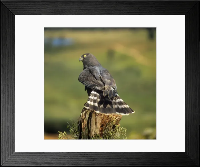 Framed Print : Black Harriet Framed Print : Black Harriet