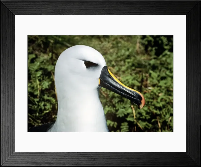 Framed Print : Yellow-nosed Albatross formerly Diomedea chlororhynchos Framed Print : Yellow-nosed Albatross formerly Diomedea chlororhynchos