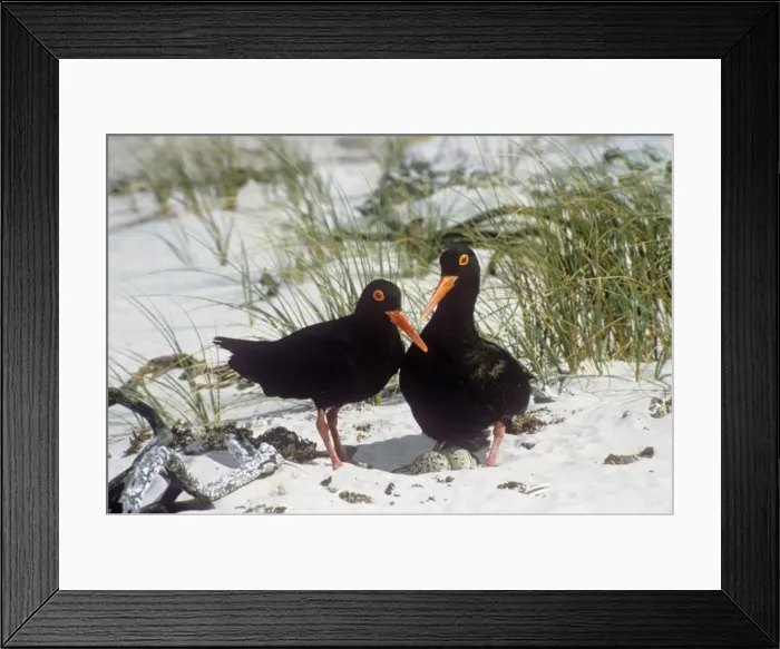 Framed Print : African Black Oystercatcher Framed Print : African Black Oystercatcher