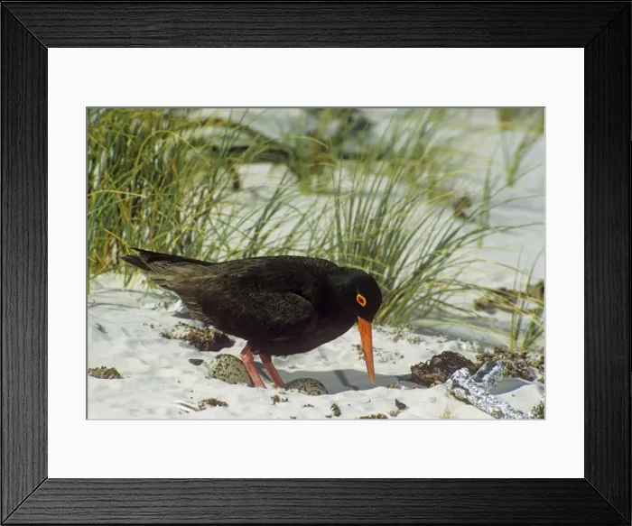 Framed Print : African Black Oystercatcher Framed Print : African Black Oystercatcher