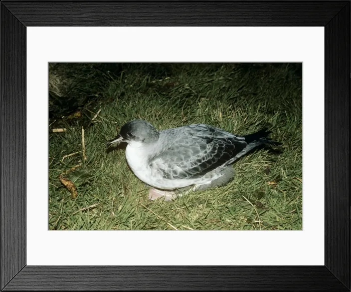 Framed Print : Grey Petrel - on grass Framed Print : Grey Petrel - on grass