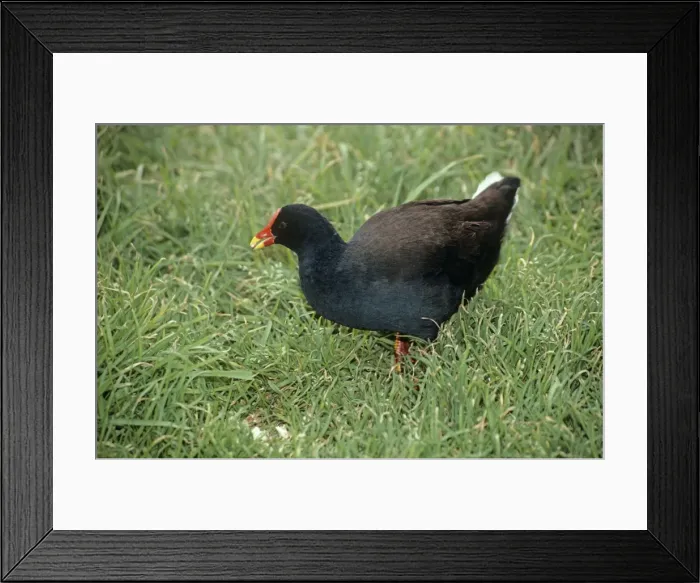 Framed Print : Gough Moorhen - feeding Framed Print : Gough Moorhen - feeding