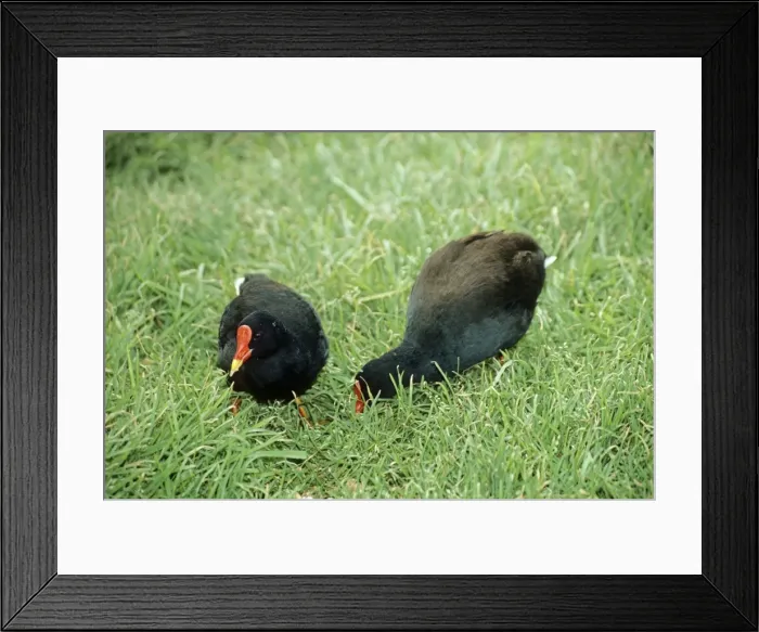 Framed Print : Gough Moorhens - feeding Framed Print : Gough Moorhens - feeding