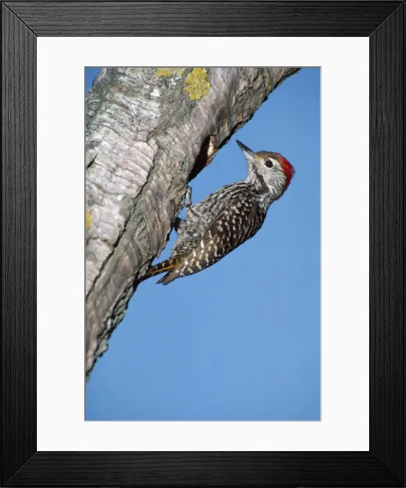 Framed Print : cardinal woodpecker - male Framed Print : cardinal woodpecker - male