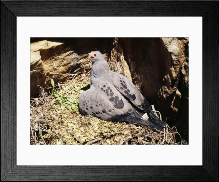 Framed Print : Harrier Hawk / Gymnogene Framed Print : Harrier Hawk / Gymnogene