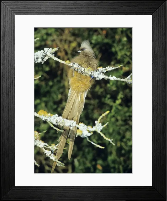 Framed Print : Speckled Mousrbird / Coly Framed Print : Speckled Mousrbird / Coly