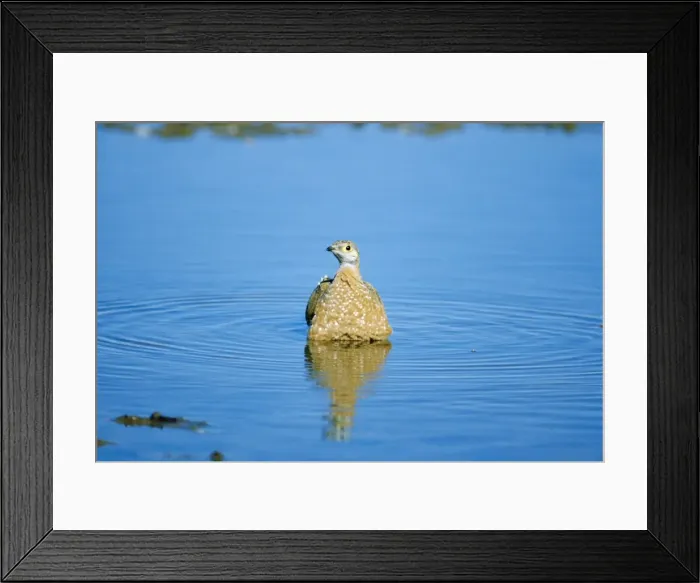 Framed Print : Burchell's Spotter Sandgrouse Male, belly soaking Framed Print : Burchell's Spotter Sandgrouse Male, belly soaking