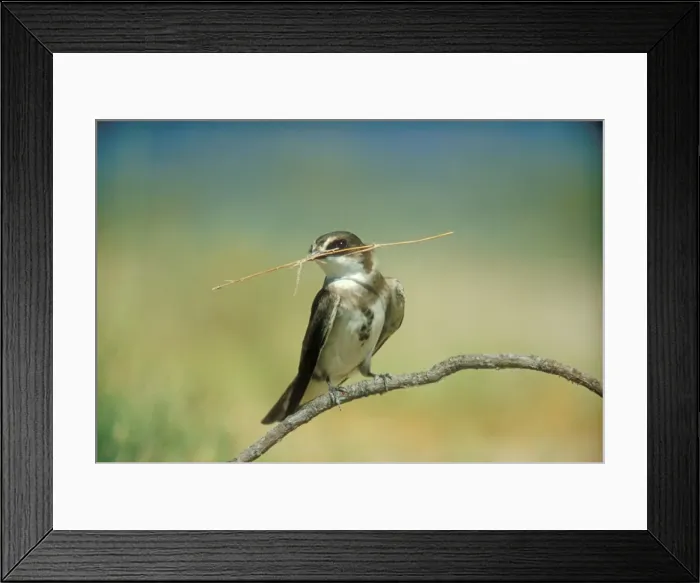 Framed Print : Banded Martin - with nest material in beak Framed Print : Banded Martin - with nest material in beak
