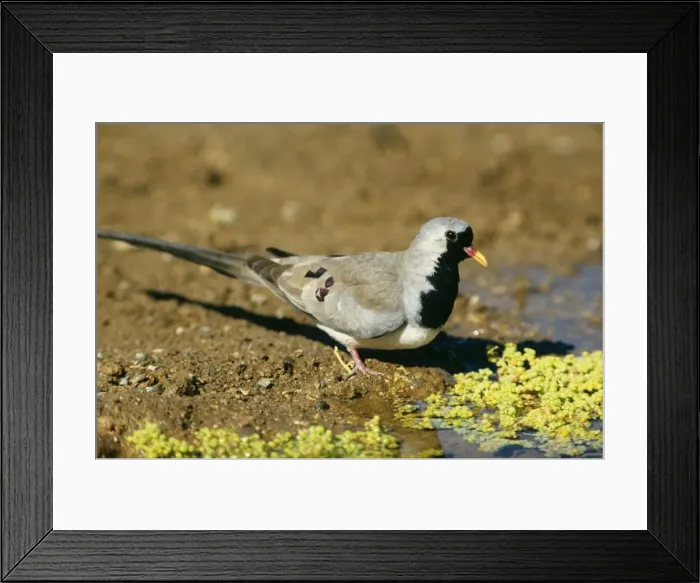 Framed Print : Namaqua Dove Male